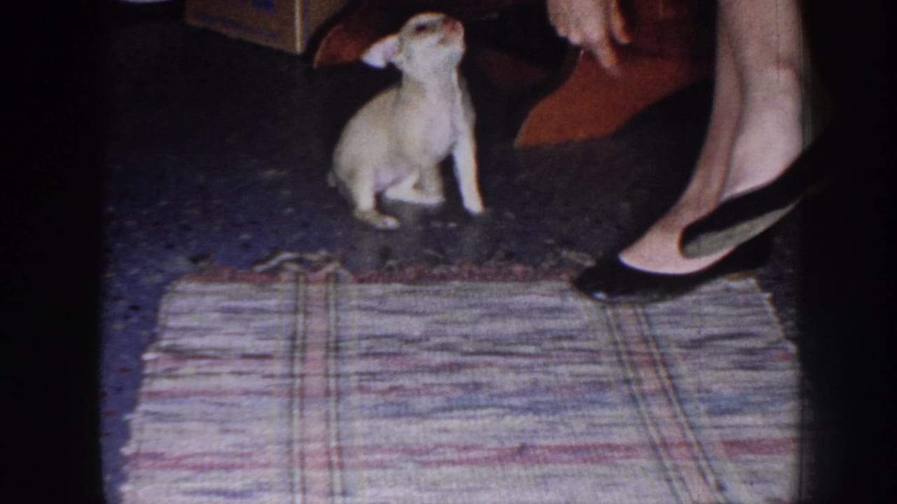 Tiny light-colored puppy sitting near a woman's feet beside a plaid rug.