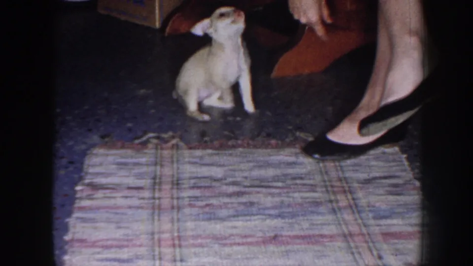 1958 Nebraska home-movie frame of a tiny light-colored puppy near a woman's black heels and a plaid rug indoors.