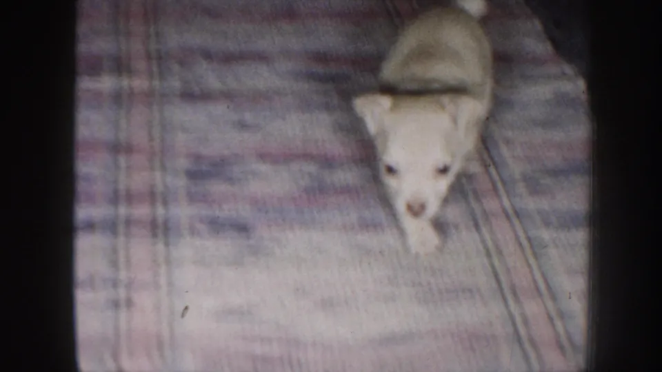 A tiny light-colored puppy walks toward the camera across a plaid rug in 1958 Nebraska home-movie footage.