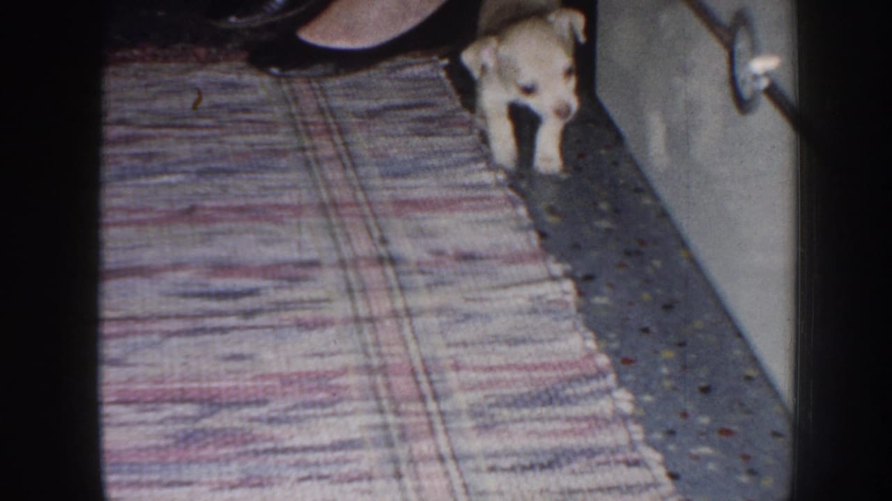 Cream-colored puppy walking beside a patterned rug on a speckled floor.