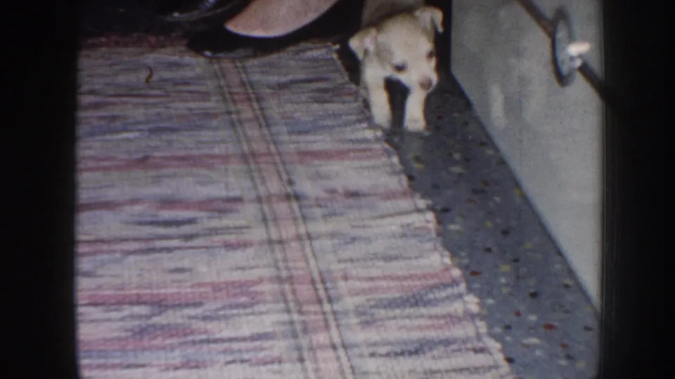 A cream-colored puppy explores a Nebraska home interior, walking beside a woven rug on speckled flooring in 1958 home-movie footage.