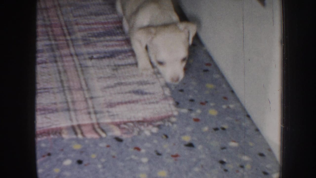 Puppy walking on a speckled floor near a patterned rug and wall.