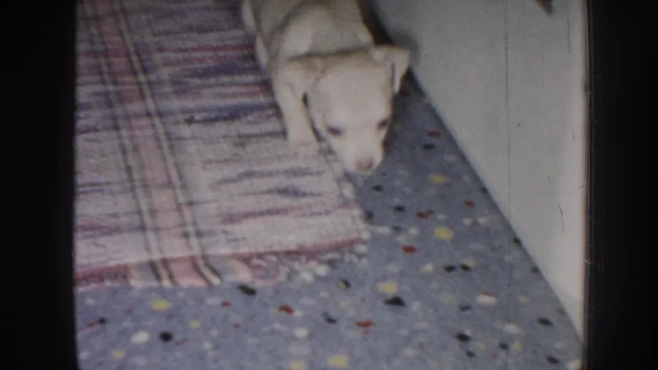 The puppy continues across a speckled interior floor near a patterned rug in the 1958 Nebraska home-movie clip.