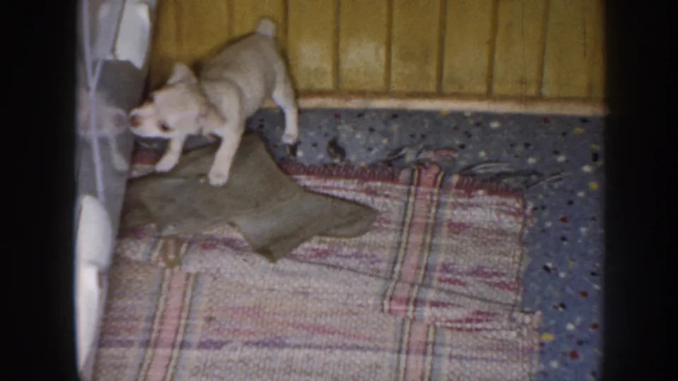 1958 Nebraska home-movie frame showing a small puppy beside a plaid rug, with cushions on the floor and wood paneling behind it.