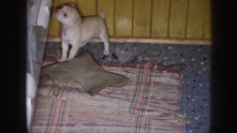 1958 Nebraska home-movie frame with a light-colored puppy standing by a plaid rug and cushions inside a private home.