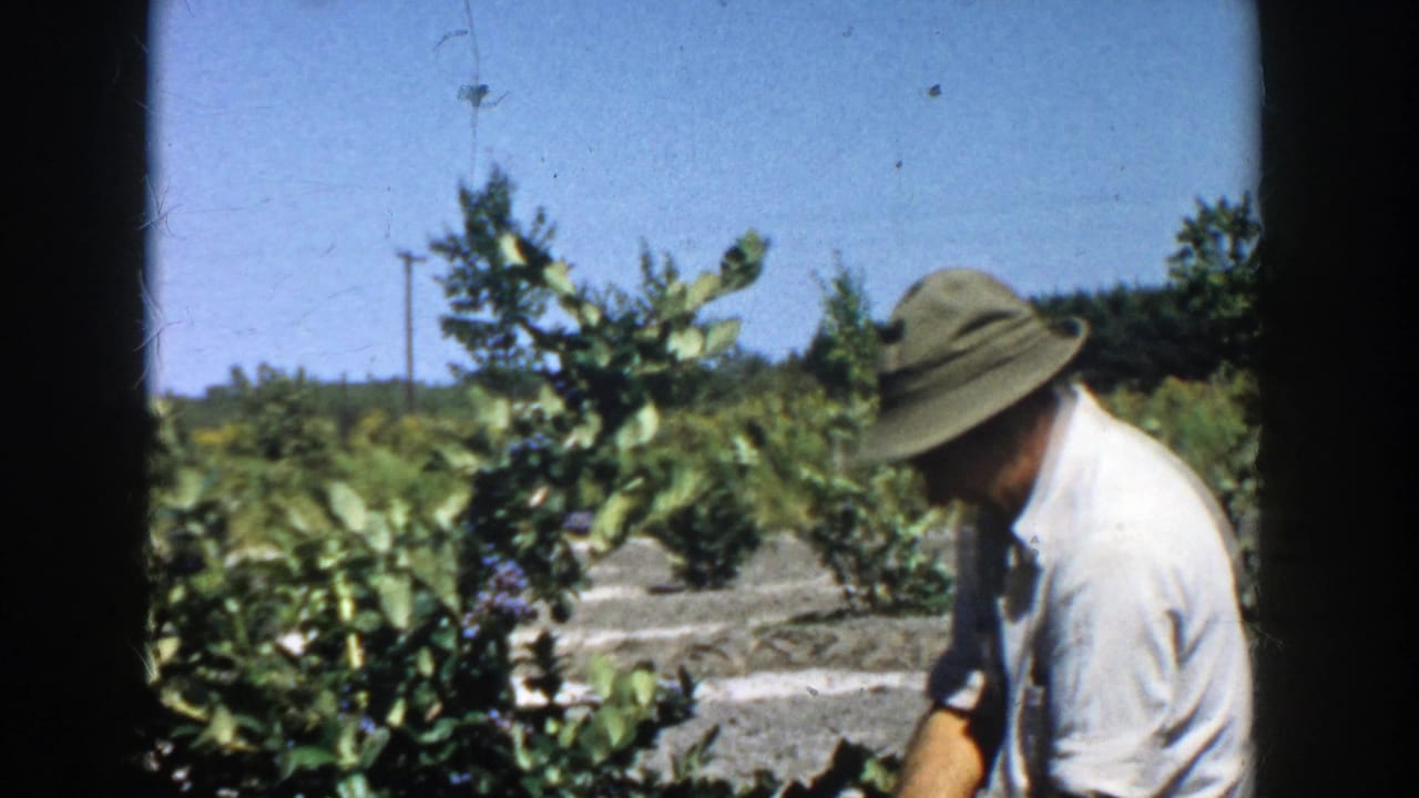Man in a wide-brimmed hat bends over leafy plants in a sunny field.