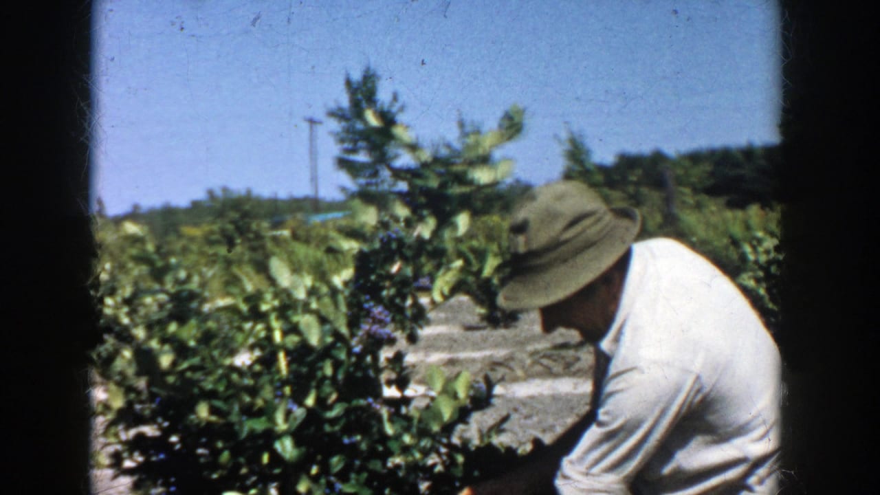 1958 Michigan home-movie frame of a man in a brimmed hat inspecting plants along a farm row.