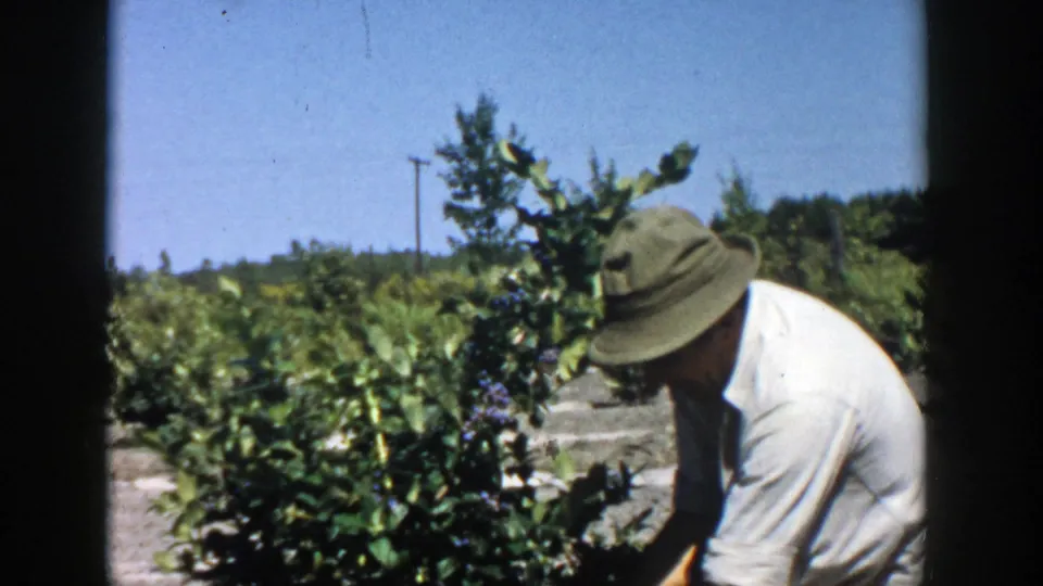 1958 Michigan 8mm still showing a man bent over crops in a sunny rural field.