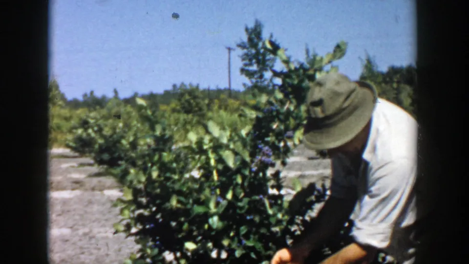 1958 Michigan home-movie frame with a man in a brimmed hat tending leafy plants near a soil path.