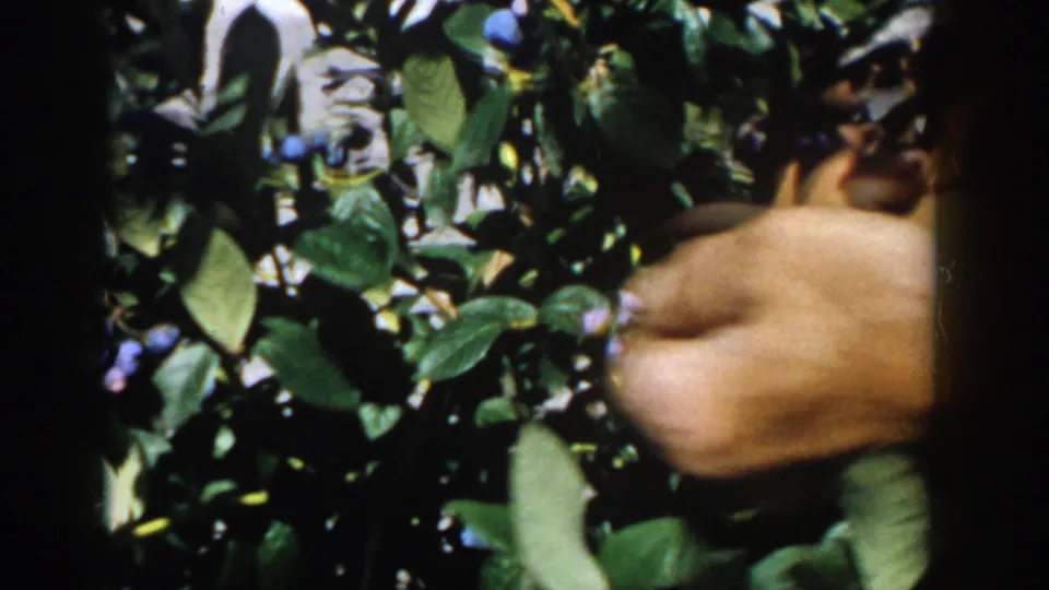 A hand moves among blueberry clusters and foliage in grainy 1958 Michigan home-movie footage.