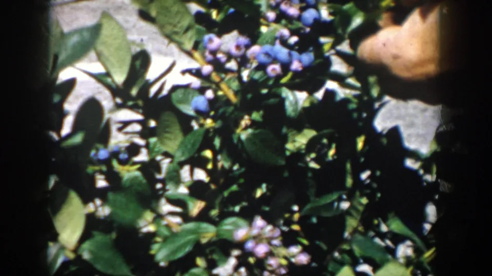 Blueberry clusters fill the foreground while a picker’s hand is partly visible behind leaves in the Michigan 8mm clip.