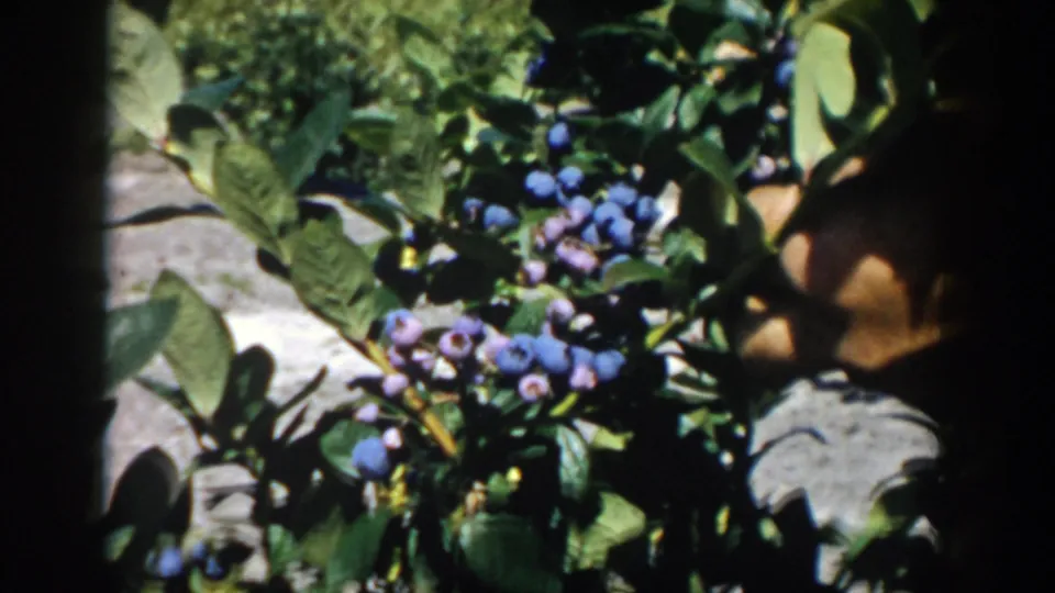 Hands work at the edge of a blueberry bush, with berries, leaves, and sunlit ground visible in 1958 Michigan home-movie footage.