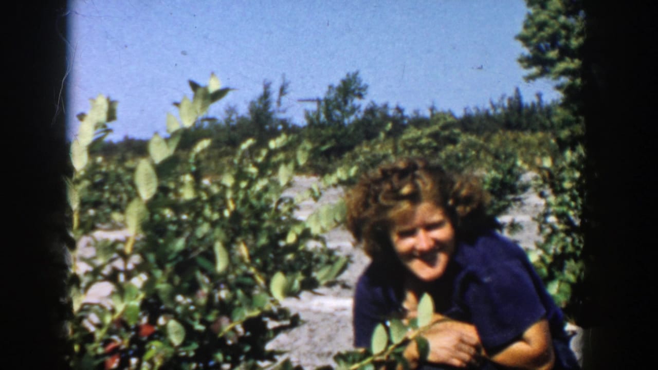 The woman remains low among the berry bushes, smiling toward the home-movie camera in a sunny Michigan field.