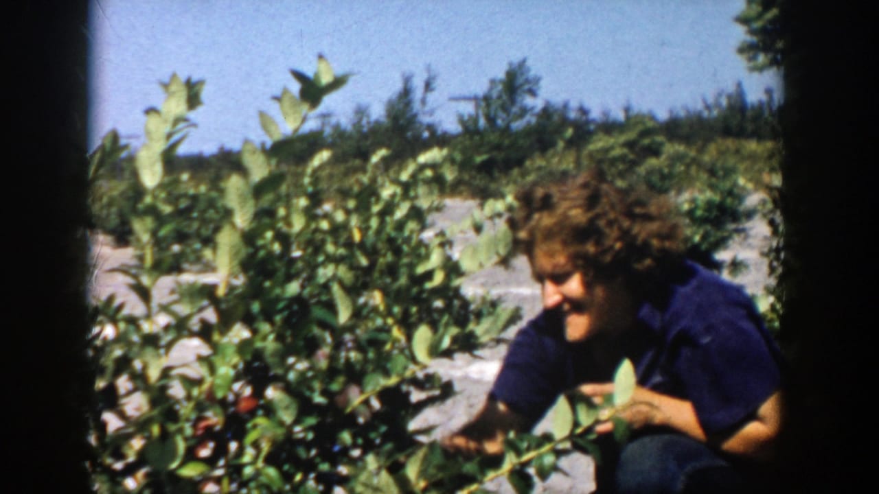 Woman crouched beside berry bushes, looking down at the plants.