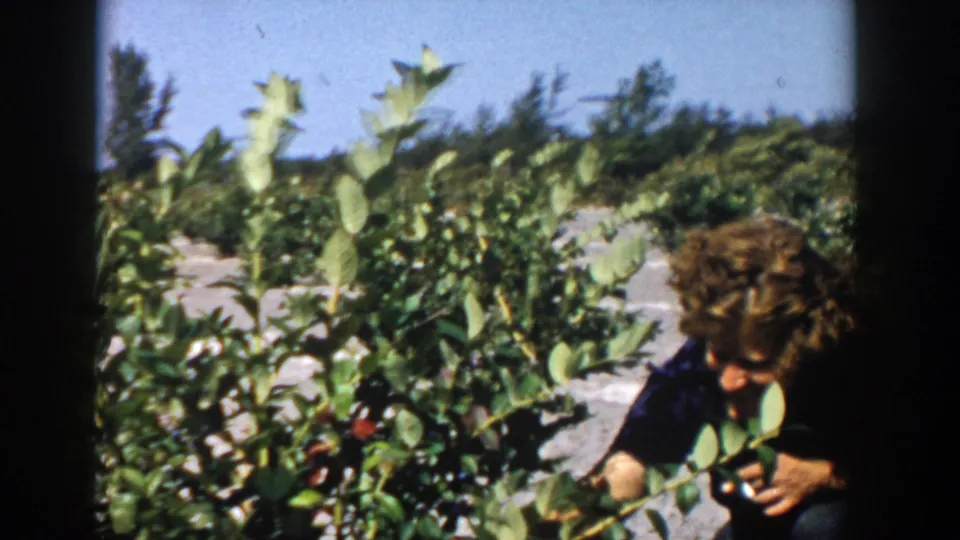 At the edge of the frame, the woman reaches into the leafy berry plants as the 8mm camera holds on the sunny field.