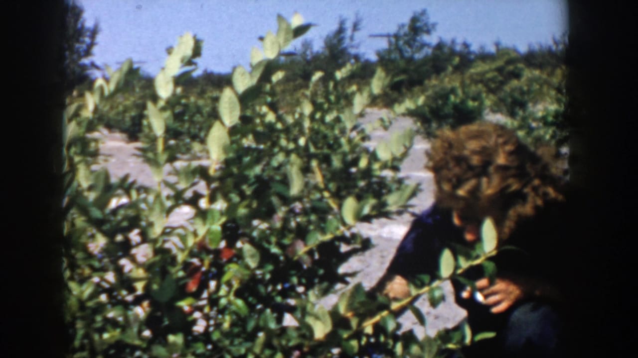 Woman crouching among leafy blueberry bushes in a sunny field.