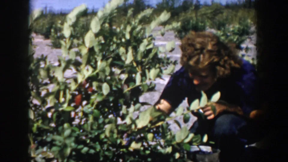 The woman reaches into a blueberry bush in the sunlit Michigan field, with low rows and trees behind her.