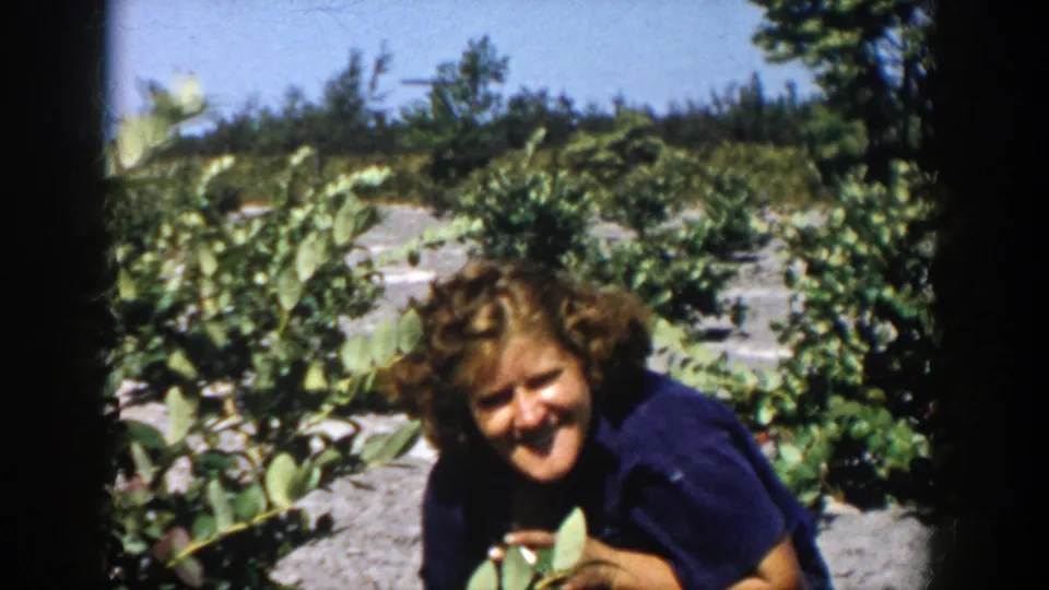 The woman smiles toward the camera while crouched beside blueberry bushes in the 1958 Michigan field scene.