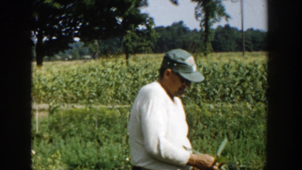 The farmer looks down at corn plants, appearing to inspect or handle leaves in the Michigan field.