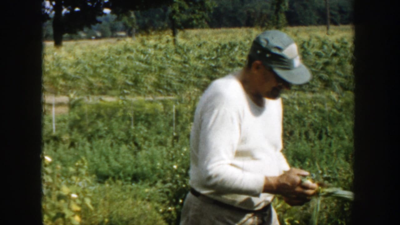 Farmer holds a corn stalk or leaves while standing in the field.