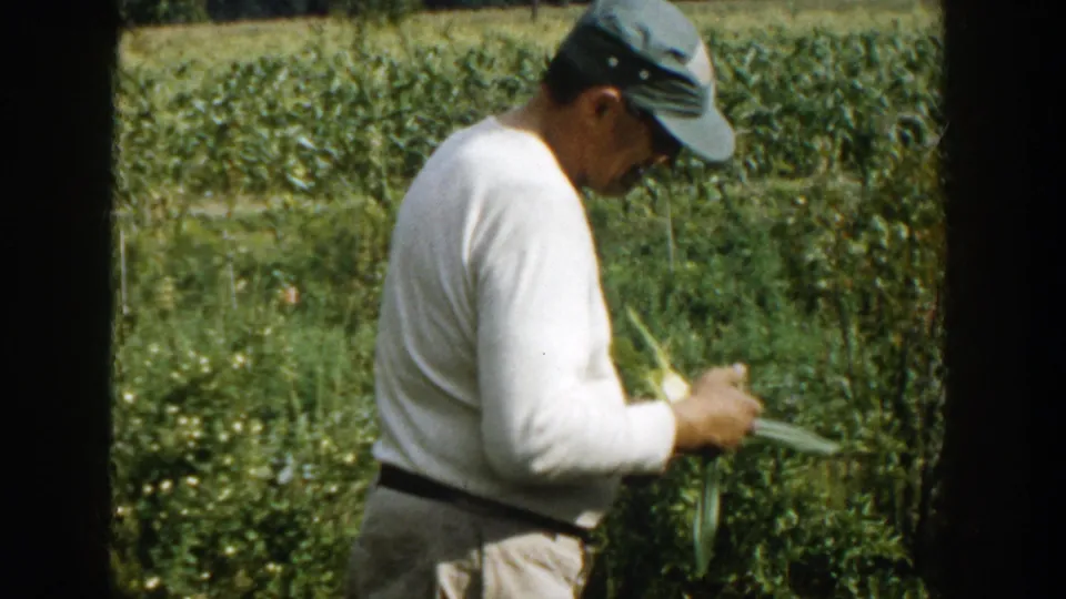 Seen in profile, the farmer peels back or checks corn leaves in a sunlit Michigan cornfield.