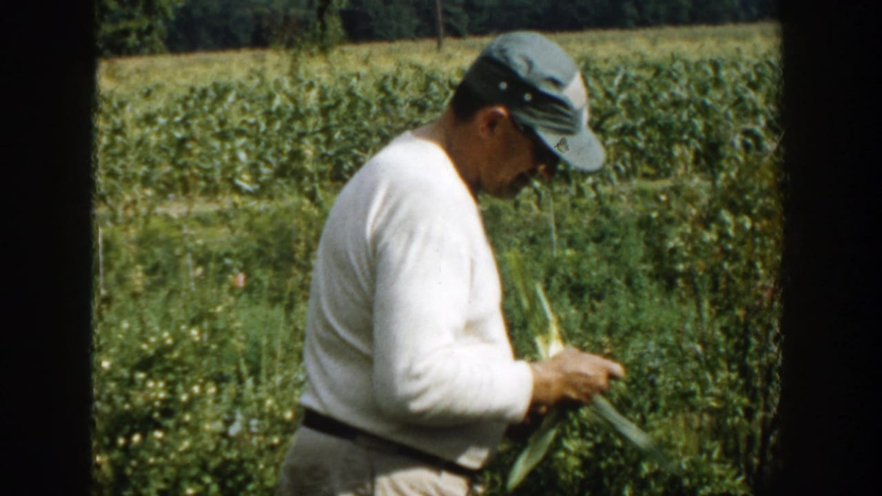 Man in a cap and white sweater examines corn in a field.