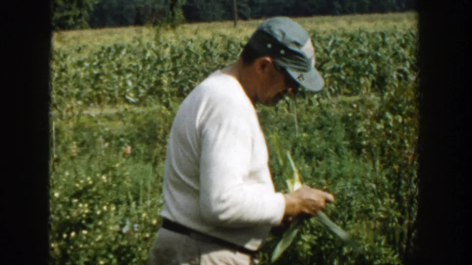 In a Michigan 1958 home-movie frame, a man in a cap and white sweater inspects an ear of corn beside rows of stalks.