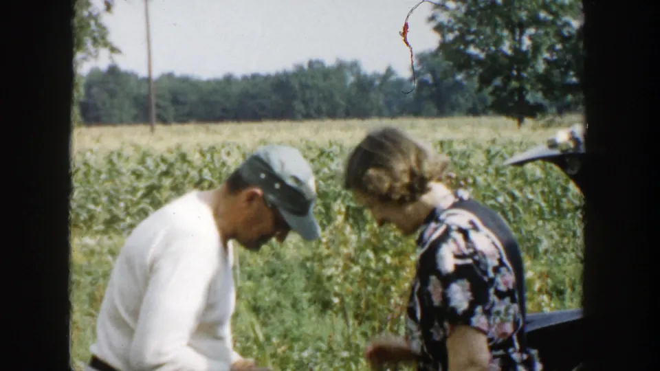 The man bends over the corn as the woman watches nearby, framed by rows of stalks and open countryside.