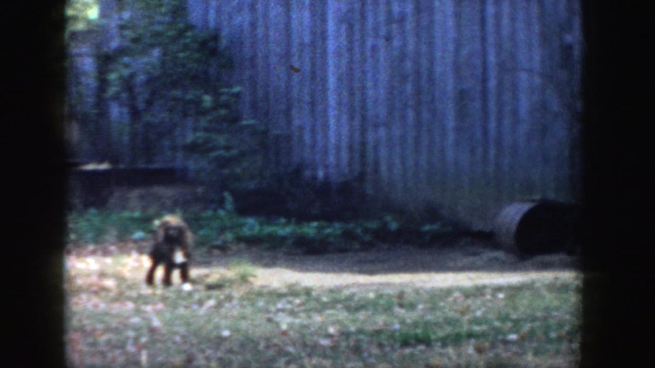 Small dog stands in a Michigan backyard near a wooden shed, trees, fallen leaves, and shaded grass.