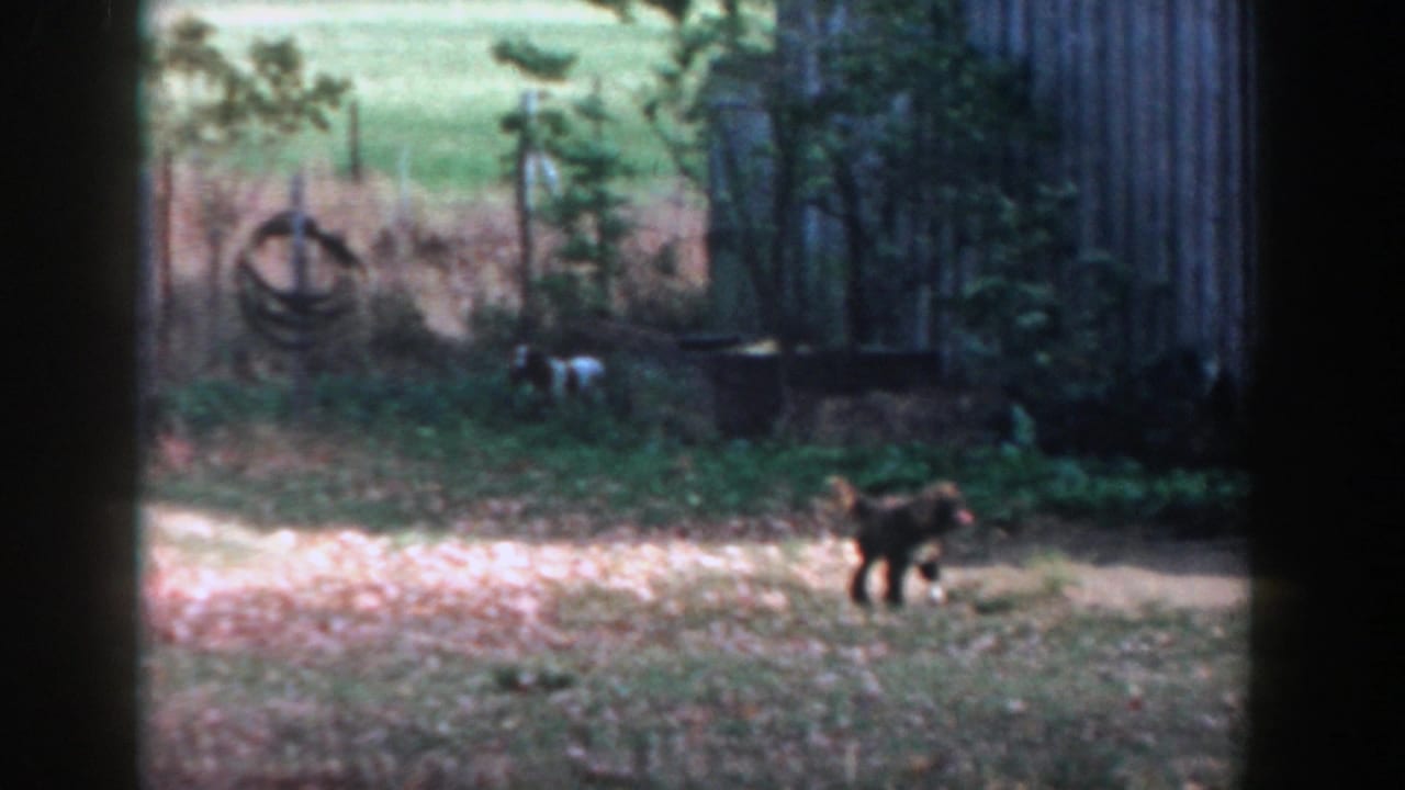 1958 Michigan home-movie frame of a small dog crossing a leaf-strewn backyard beside a shed and simple fencing.