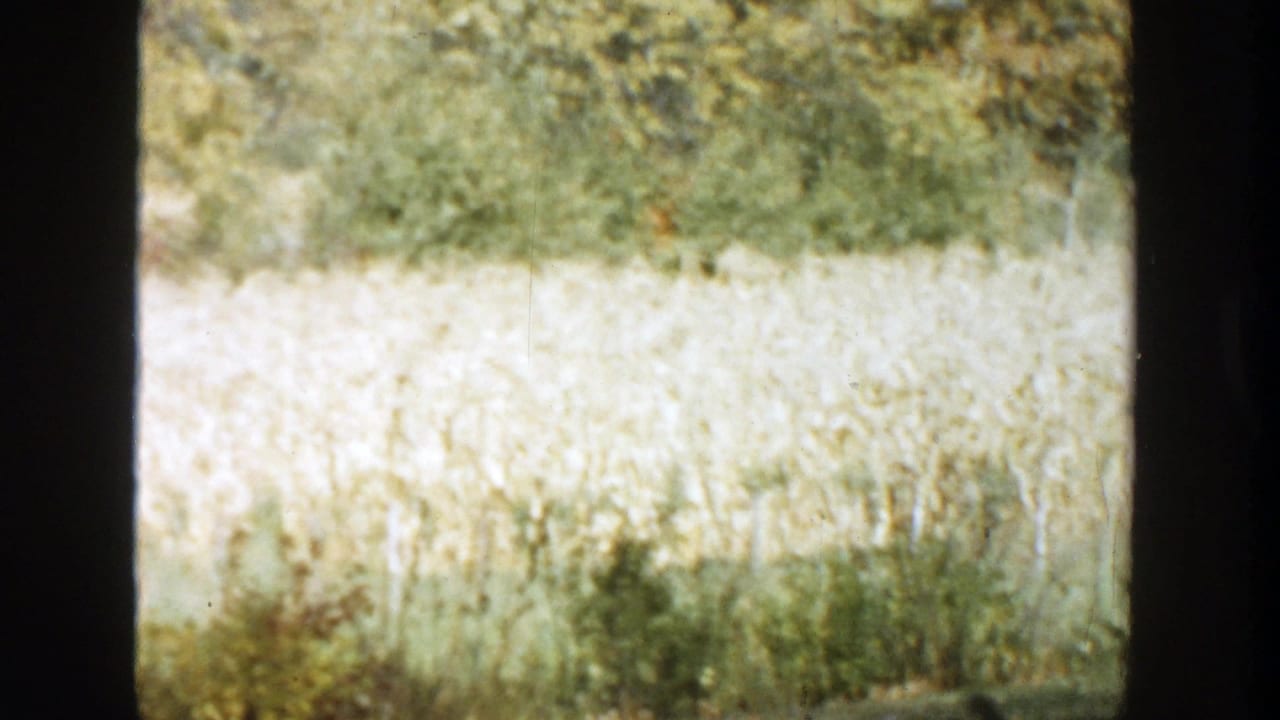 Soft 8mm frame from 1958 Michigan showing bright field grass and trees with no person clearly visible.