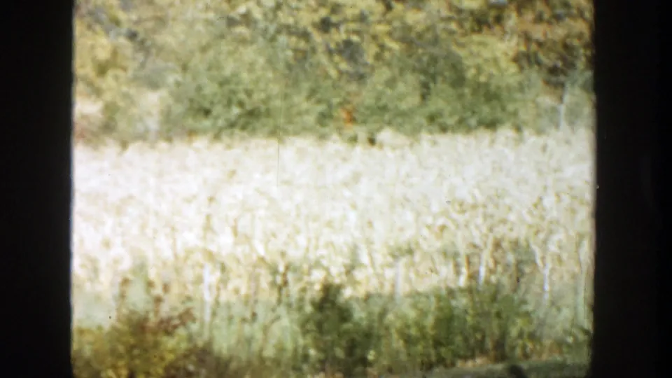 Soft 8mm frame from 1958 Michigan showing bright field grass and trees with no person clearly visible.