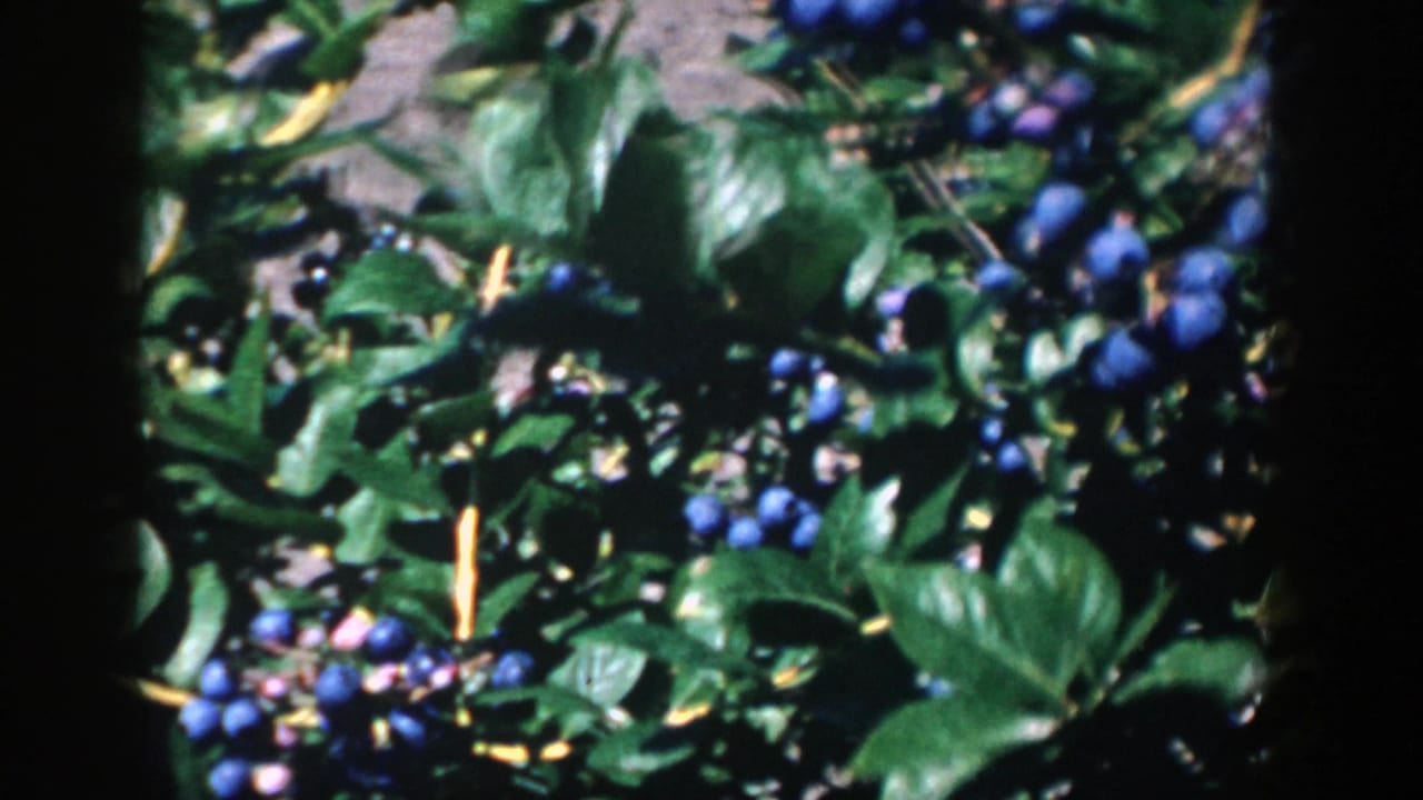 1958 Michigan 8mm close-up of a blueberry bush with glossy leaves, ripe blue berries, and dark film-frame edges.