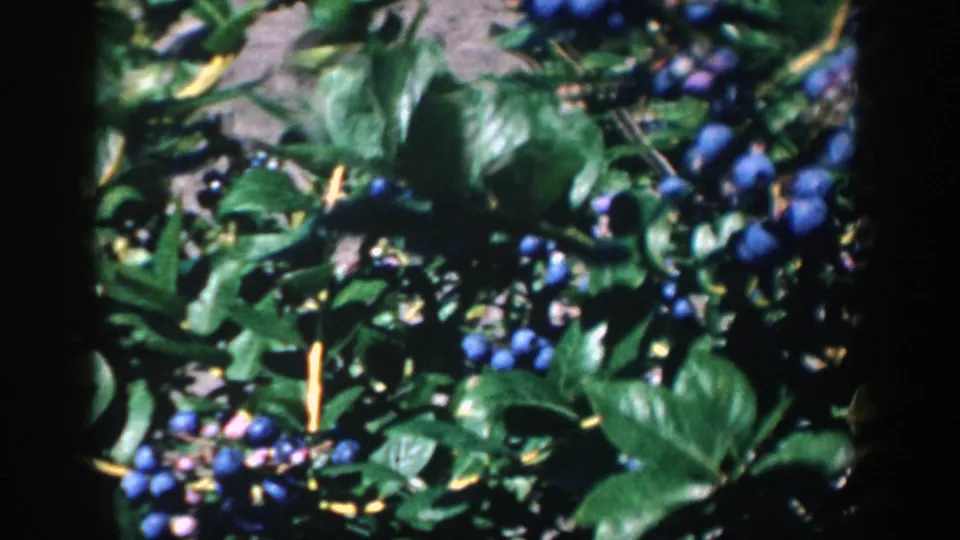 1958 Michigan 8mm close-up of a blueberry bush with glossy leaves, ripe blue berries, and dark film-frame edges.