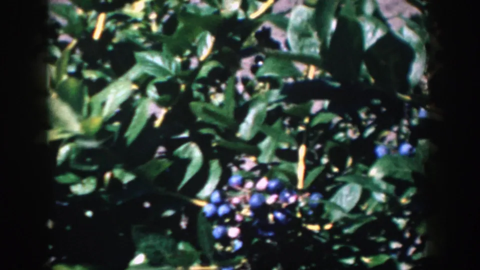 Close 8mm view of Michigan blueberry foliage, with ripe berries visible around dark vertical film-frame borders.