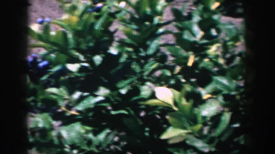 Handheld 1958 Michigan 8mm frame showing blueberry foliage, scattered fruit, and sunlit ground in soft focus.
