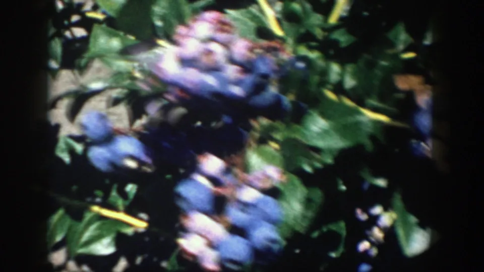 Moving 8mm close-up of a blueberry bush in Michigan, with ripe blue berries and green leaves blurred by handheld motion.