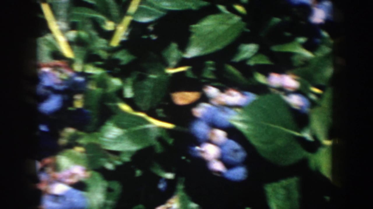 1958 Michigan 8mm close-up of blueberry clusters and green leaves, with soft focus and dark gate-edge shadows.