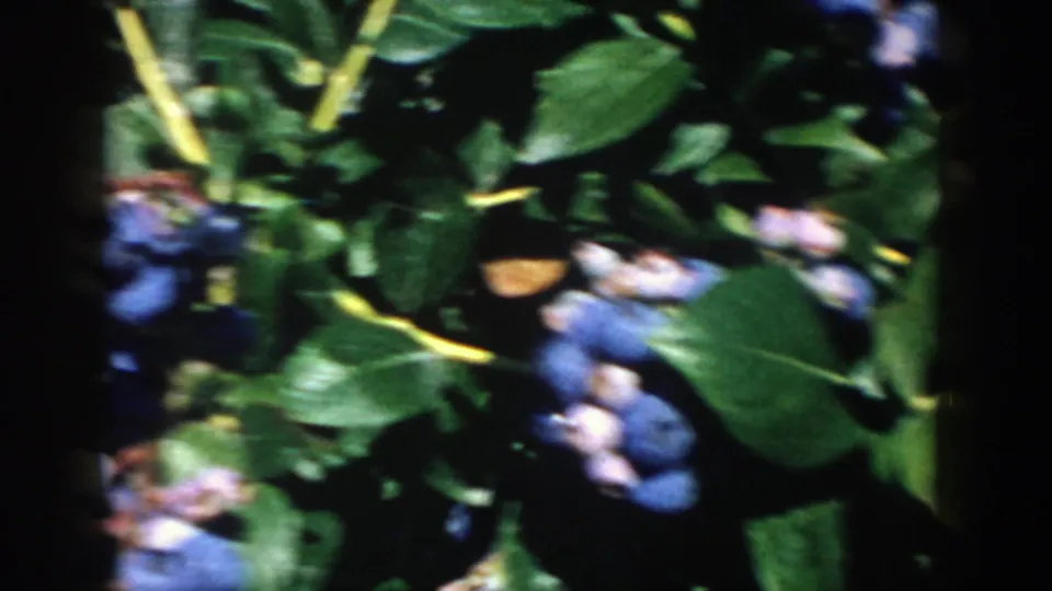 1958 Michigan 8mm close-up of blueberry clusters and green leaves, with soft focus and dark gate-edge shadows.