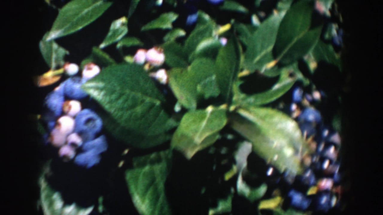 Close 8mm view of ripe and pale unripe blueberries on a Michigan bush, partly obscured by glossy leaves.