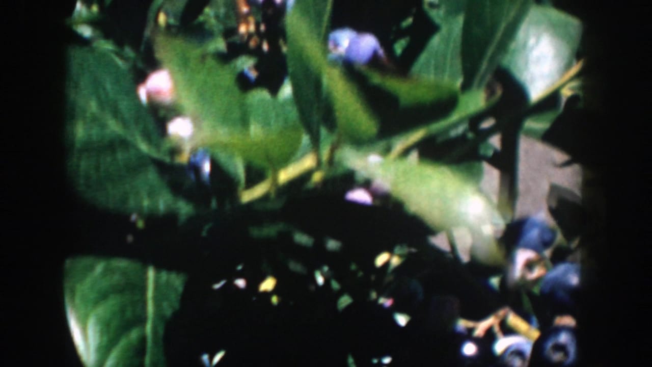 Handheld 1958 Michigan 8mm frame showing blueberry leaves, pale buds, and dark berries in mixed sunlight.