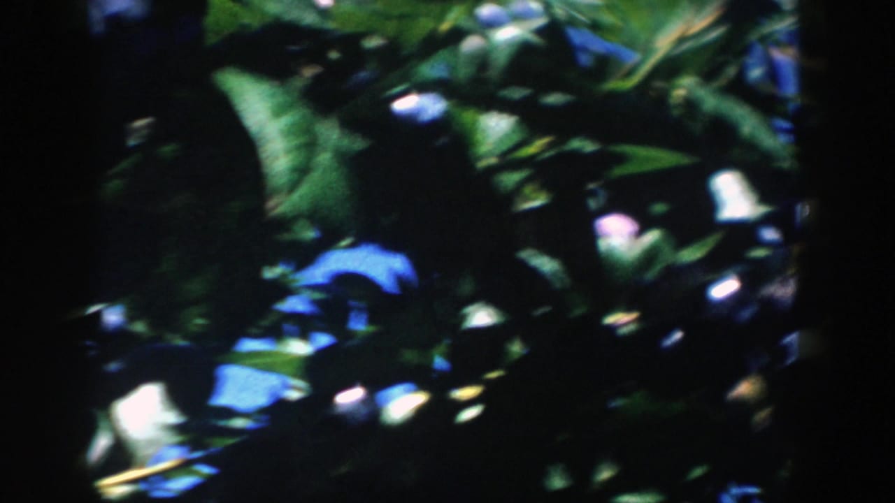 Soft 8mm close-up of a Michigan blueberry bush, with blue fruit partly hidden among leaves and heavy shadow.