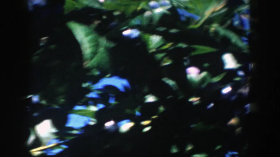 Soft 8mm close-up of a Michigan blueberry bush, with blue fruit partly hidden among leaves and heavy shadow.