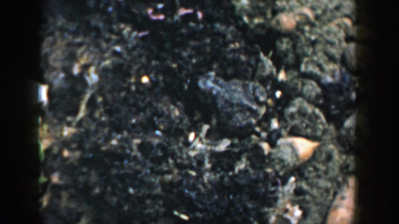 Frog partly camouflaged on dark soil with small stones and organic debris.