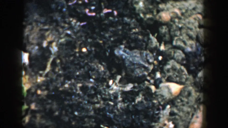 Close 1958 Michigan home-movie frame of a frog against dark textured ground with stones and plant debris.