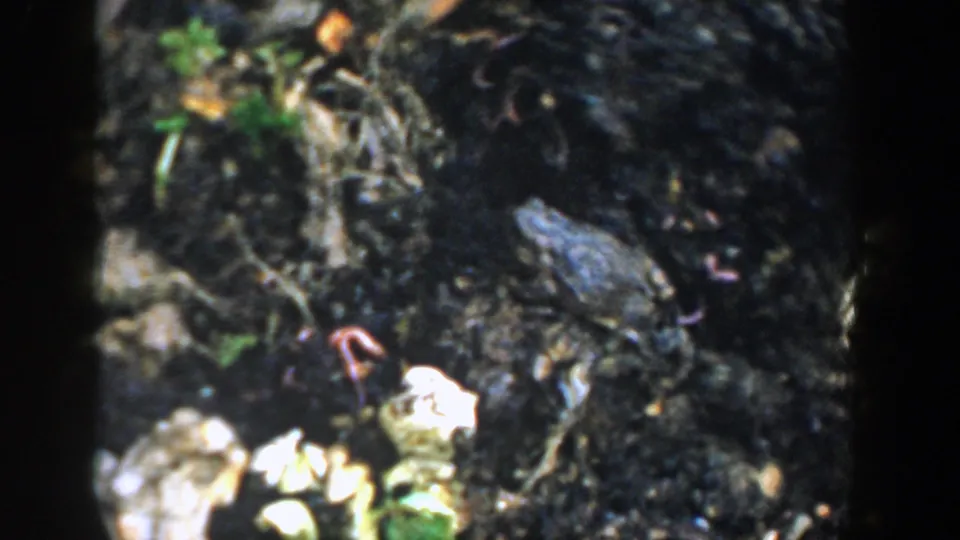 1958 Michigan 8mm view of a frog among dark soil, pale stones, roots, and small green sprouts.