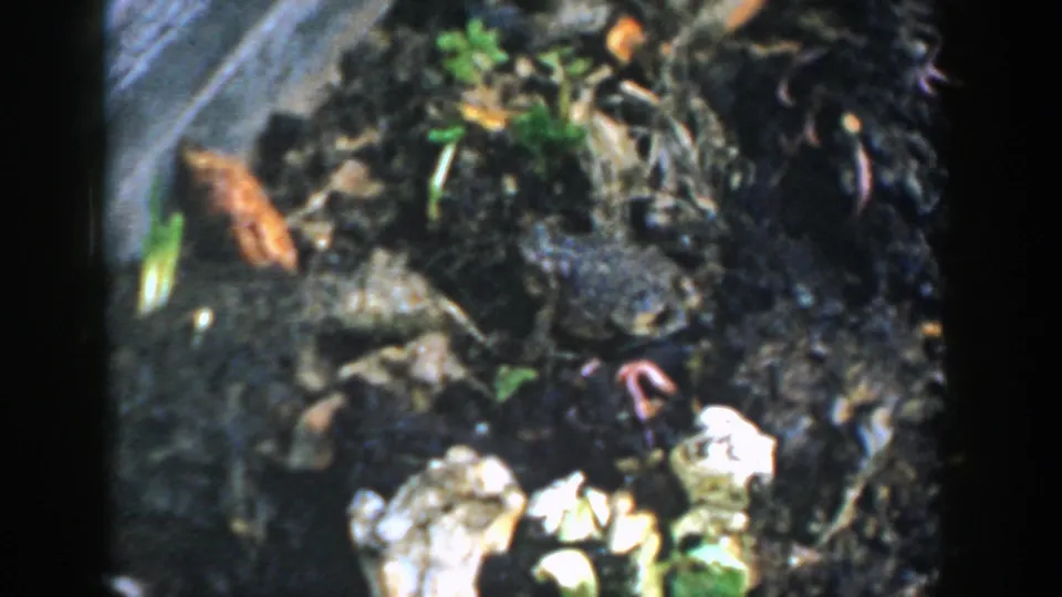 Final 1958 Michigan frame with a frog in dark soil and stones, partly obscured by soft motion blur at the edge.