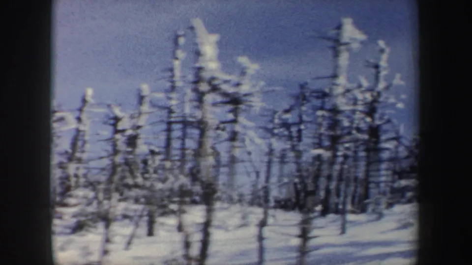 Snow-laden trees stand in a wooded winter landscape in New York, with no people clearly visible in this frame.