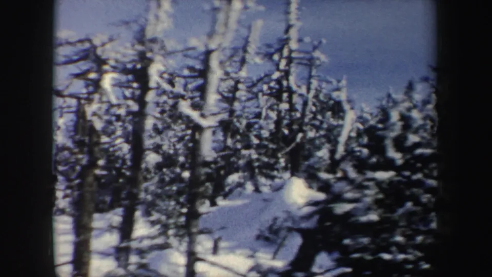Snow-covered trees fill the frame in a New York winter forest scene, recorded with soft grain and faded 8mm color.