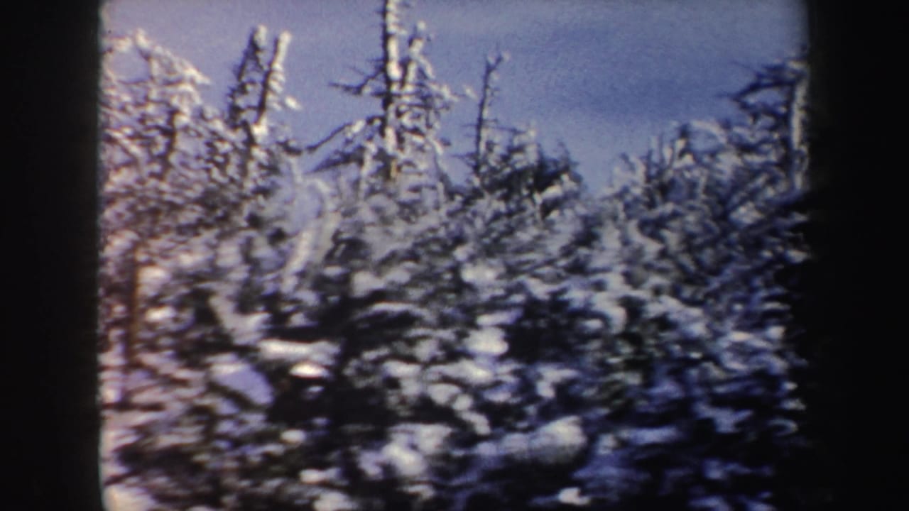 Snow-covered evergreen trees under a pale blue winter sky.